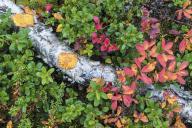 Autumn colourful forest floor, Muddus National Park, World Heritage Laponia, Norrbotten, Lapland, Sweden, September 2014