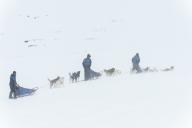Dog sledding in the snow in the Stuor Reaiddavaggi valley, Kebnekaisefjaell, Norrbotten, Lapland, Sweden, March 2013