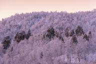 Frost-covered trees, Abisko National Park, Norrbotten, Lapland, Sweden, December 2012