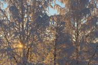 Ripe birch trees, Gällivare, Norrbotten, Lapland, Sweden, January 2014