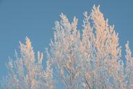Frost-covered branches, Gällivare, Norrbotten, Lapland, Sweden, January 2014
