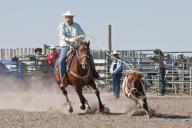 Calf roping, Siksika Nation Rodeo, Gleichen, Alberta, Canada, North