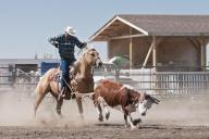 Team steer roping, Siksika Nation Rodeo, Gleichen, Alberta, Canada, North