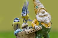 Two blue tits (Parus caeruleus) perched on garden gnome, dwarf with