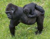 Western lowland gorilla (Gorilla gorilla gorilla) baby riding on mother