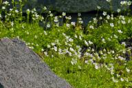 Horny piedmontese saxifrage (Saxifraga pedemontana), Botanical Garden, Bremen, Germany