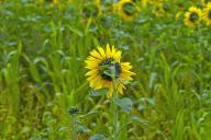 Sunflower (Helianthus annuus) field, sunflower Back