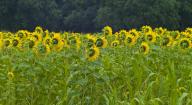Sunflower field, sunflowers (Helianthus annuus) Back
