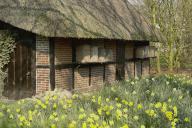 Half-timbered house with daffodils and