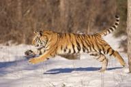 Siberian tiger (Panthera tigris altaica), running in snow. Native to northern Korea, China and Russian Far