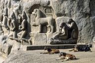 Mythological carved animal and monkey grooming carved on Arjunas penance Descent of the Ganges in Mahabalipuram Mamallapuram near Chennai, Tamil Nadu, South India, India, Asia. UNESCO World Heritage Site