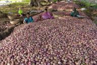 Women grading the harvested onion near Pattadakal, Karnataka, South India, India