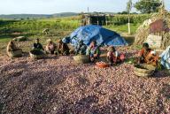 Women grading the harvested onion near Pattadakal, Karnataka, South India, India