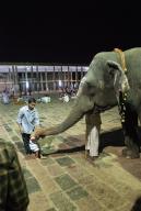 Devotees receiving blessings from the temple elephant, Nataraja temple in Chidambaram, Tamil Nadu, South India, India
