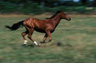 Selle Francais Horse Galloping through