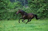 English thoroughbred Horse Galloping through