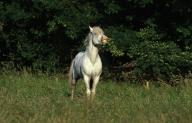 Camargue Horse, Adult