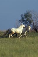 Camargue Horse, Horses playing in