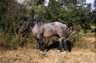 Ardenese Horse standing on Dry