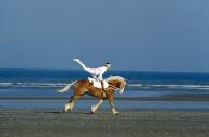 Trick Riding with Haflinger Horse, Deauville\'s Beach in Normandy, France