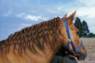 Chestnut Horse with Plaiting