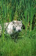 White Tiger (panthera tigris), Adult standing in Long