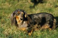 Long-Haired Dachshund, Adult standing on