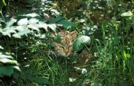 European Wildcat (felis silvestris), Adult camouflaged amongst
