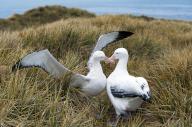 Southern Royal Albatross, diomedea melanophris, Pair Courting