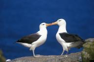 Black-Browed Albatros, diomedea melanophris, Pair Courting, Drake Passage in