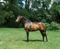 Anglo Arab Horse standing in