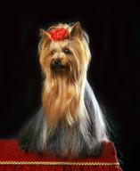 Yorkshire Terrier, Dog for Beauty