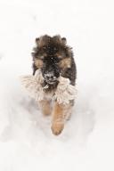 German shepherd puppy, nine (9) weeks old, running in snow with chew toy, Cochrane, Alberta, Canada, North