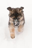 German shepherd puppy, nine (9) weeks old, running in snow, Cochrane, Alberta, Canada, North