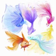 Multi coloured fantail goldfish