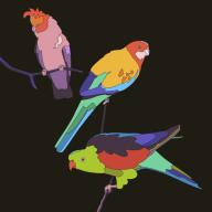 Three brightly coloured parrots