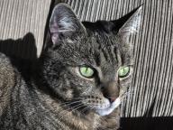 Portrait of a tabby cat with green eyes