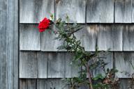 Red rose growing against a weathered cottage