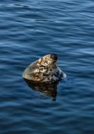 Harbor seal relaxing, Chatham, Cape Cod, Massachusetts, USA