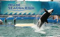 Lolita, the killer whale and the star attraction at Miami Seaquarium for 44 years, on Jan. 31, 2014. (Walter Michot/Miami Herald/TNS