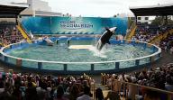 Lolita, the killer whale who has been the star attraction at Miami Seaquarium for years, on Friday, Jan. 31, 2014. Now, in a decision on March 3, 2022, Lolita will no longer be performing. (Walter Michot/Miami Herald/TNS