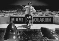 Jim Turner serenades the killer whales, Hugo, left, and Lolita, at the Seaquarium with Bach sonatas on his musical saw. Turner played for 20 minutes to the attentive pair, and tagged them "a great audience." (Miami Herald file photo/TNS