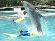 Dolphins with their trainers at Miami Seaquarium in an undated file image. (Miami Herald/TNS