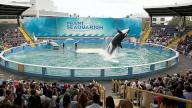 Lolita the killer whale, now known as Toki, performs in her stadium tank. She