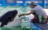 Trainer Marcia Henton feeds Lolita the killer whale, also known as Tokitae and Toki, inside her stadium tank at the Miami Seaquarium on July 8, 2023, in Miami. After officials announced plans to move Lolita from the Seaquarium, trainers and veterinarians are now working to prepare her for the move. (Matias J. Ocner/Miami Herald/TNS