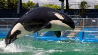 Lolita the killer whale, also known as Tokitae and Toki, performs a trick during a training session inside her stadium tank at the Miami Seaquarium on July 8, 2023, in Miami. (Matias J. Ocner/Miami Herald/TNS
