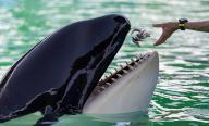 Trainer Marcia Henton feeds Lolita the killer whale, also known as Tokitae and Toki, inside her stadium tank at the Miami Seaquarium on July 8, 2023, in Miami. (Matias J. Ocner/Miami Herald/TNS