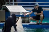 Trainer Mike Partica feeds gelatin to Lolita the killer whale, also known as Tokitae and Toki, inside her stadium tank at the Miami Seaquarium on July 8, 2023, in Miami. (Matias J. Ocner/Miami Herald/TNS