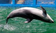Lii, the pacific white sided dolphin, performs a trick during a training session inside his stadium tank at the Miami Seaquarium on Saturday, July 8, 2023, in Miami, Florida. (Matias J. Ocner/Miami Herald/TNS