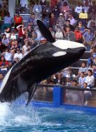 Lolita performs at the Miami Seaquarium in 2000. The orca whale died on Aug. 18, 2023, of kidney failure and old age. (Patrick Farrell/Miami Herald/TNS
